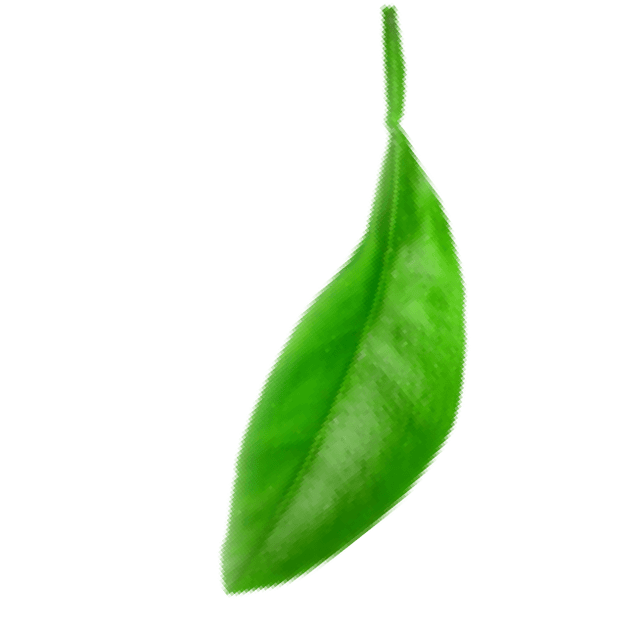 Leaf